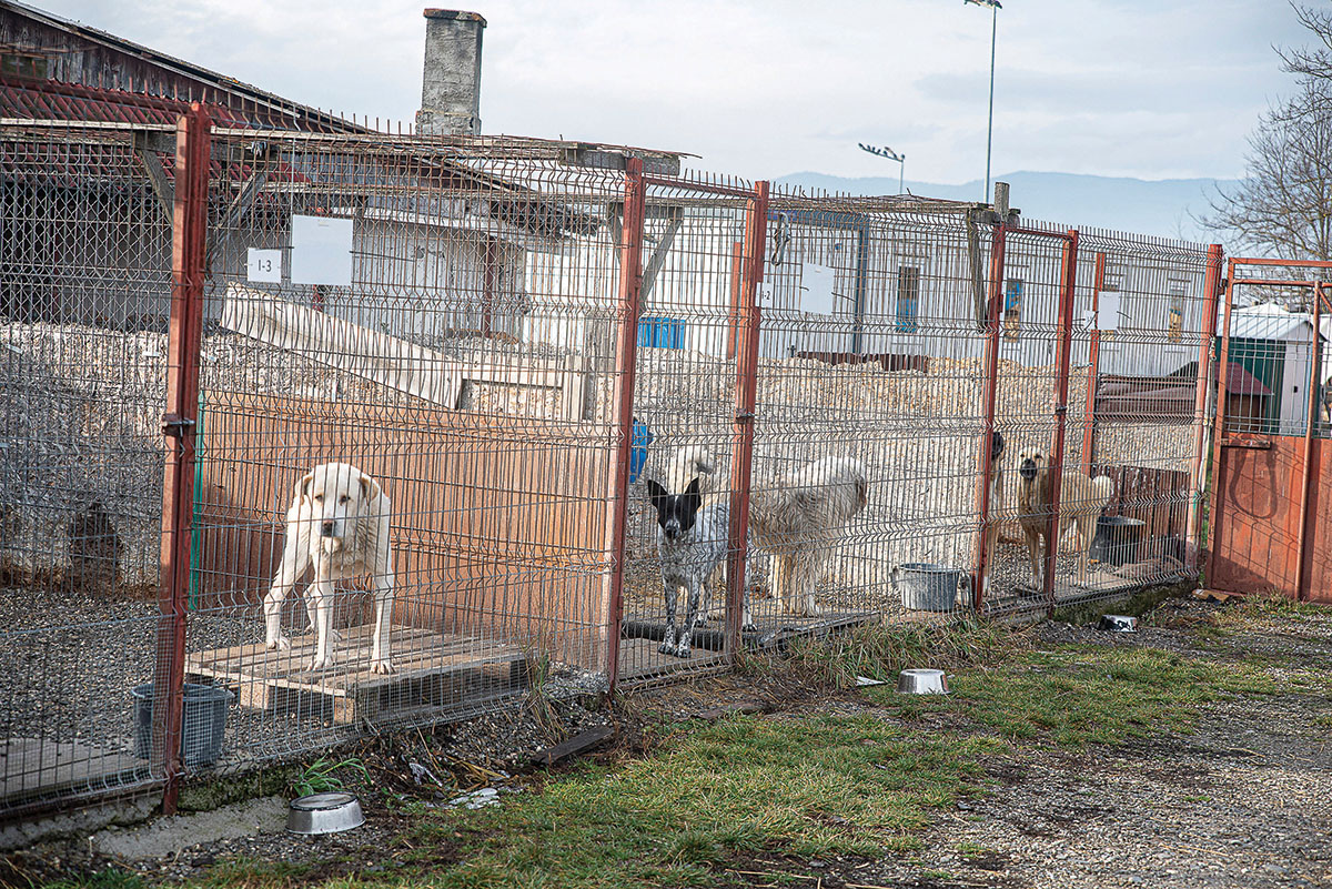 Fogas kérdés a gazdátlan ebek ügye